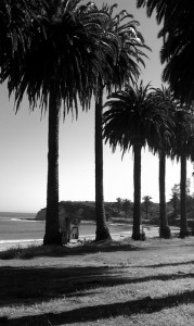 CA Palm Trees